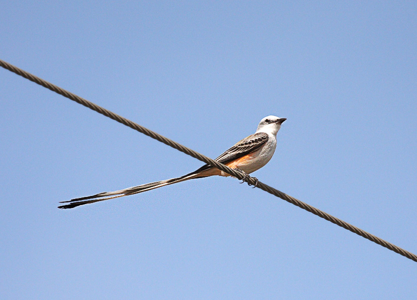Scissor-tailed Flycatcher