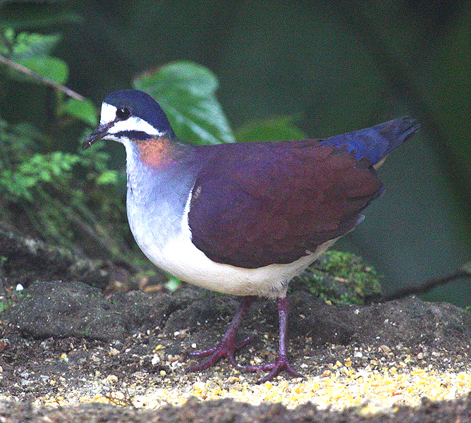 Sapphire Quail-Dove
