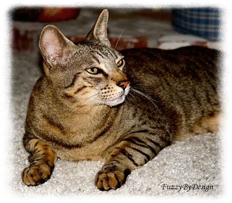 dsc09190  Elvis on the rug