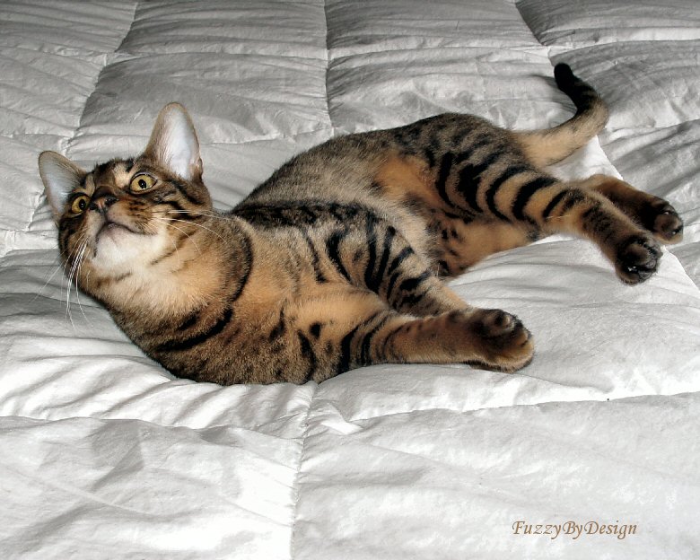 dsc04512 Dewey on comfortor 