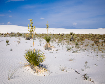 o4/29/923129/1/115062442.pwKyBllH.WhiteSands__039.jpg