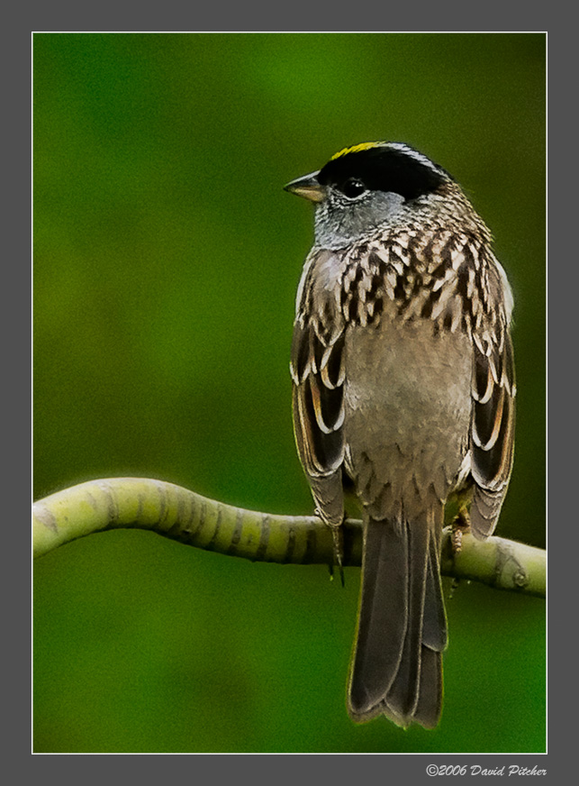 Golden Crowned Sparrow