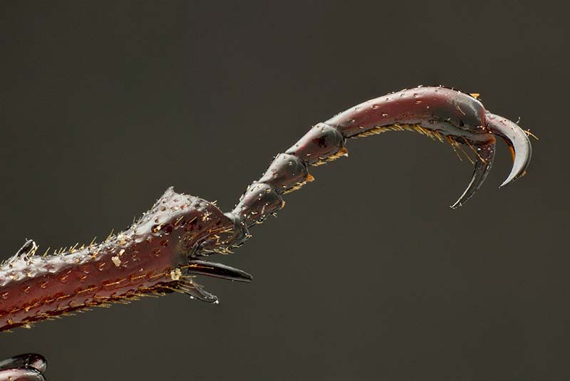 Female Stag Beetles Rear Foot