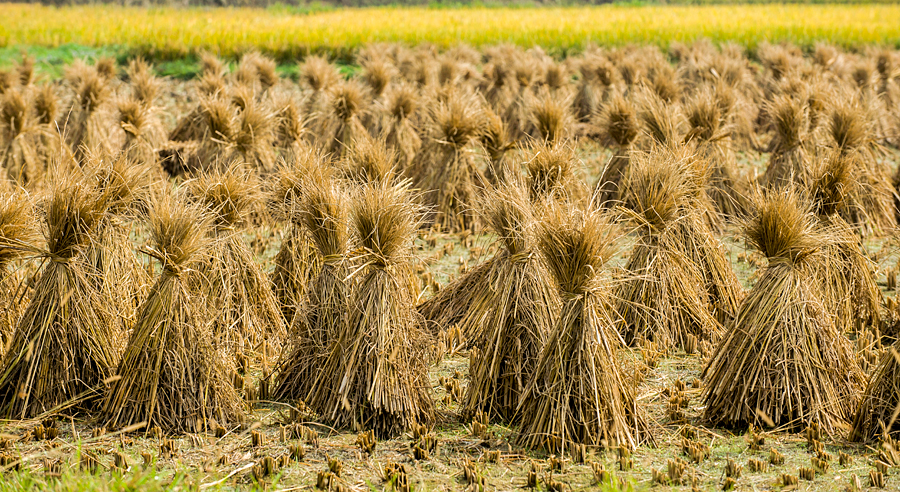 Rice stooks