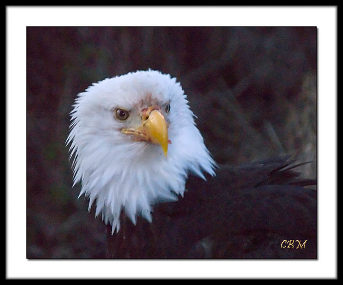 Eagle 2