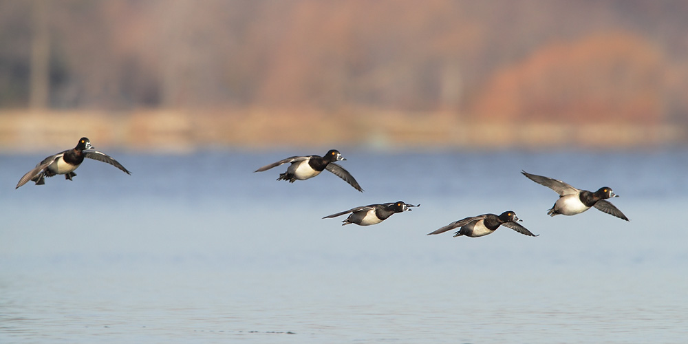 Ring-necked Ducks