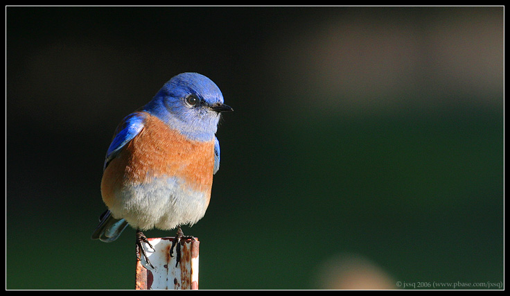 western bluebird