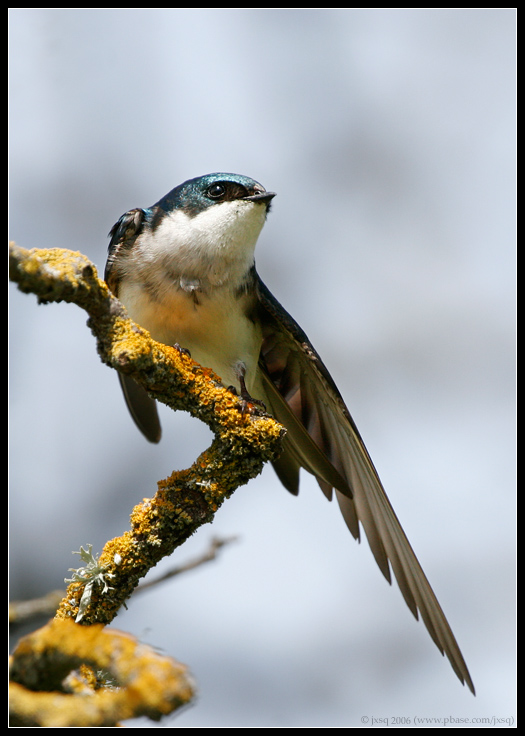 Tree Swallow