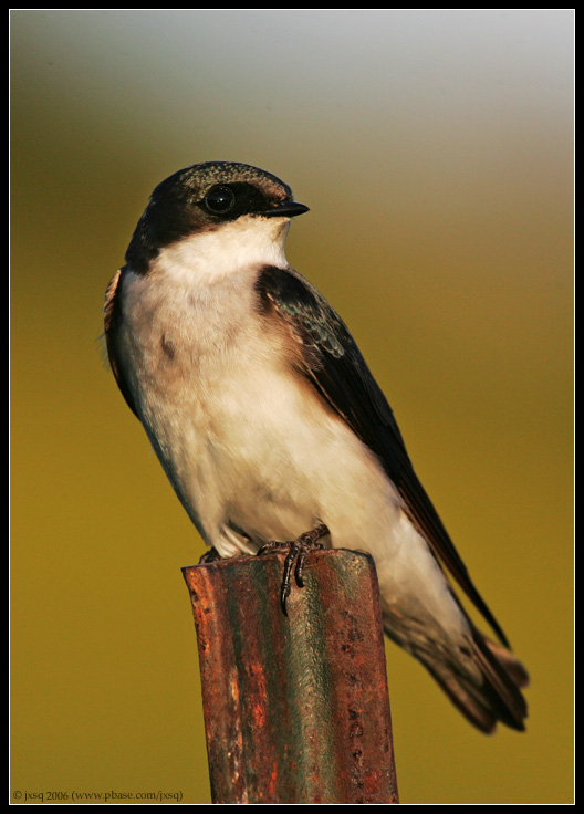 tree swallow