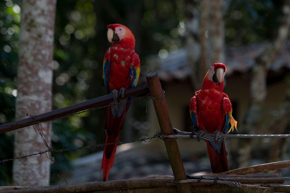 En 1996 Honduras declar al Papagayo su ave nacional	