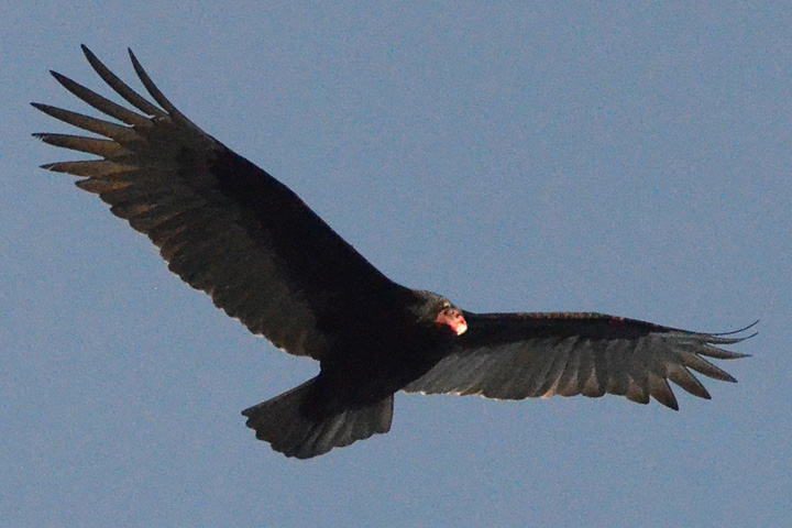 Buzzard - First of 2013