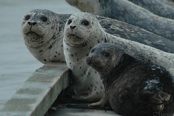 Wary Harbor Seals (12-20-05)