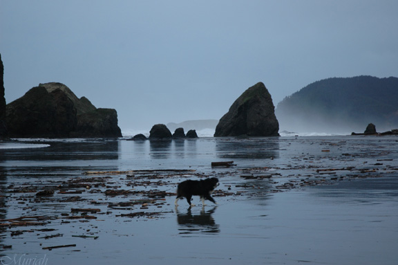 Snazzy Storm Driftwood