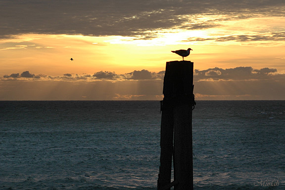 Gull Rays (02-19-06)