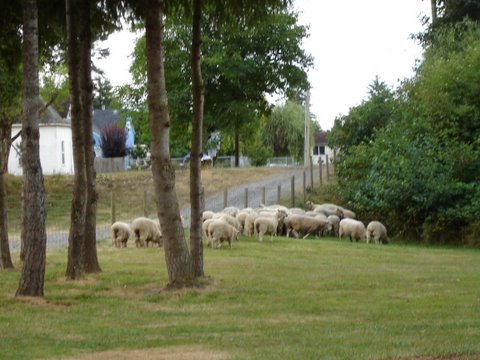Sheep