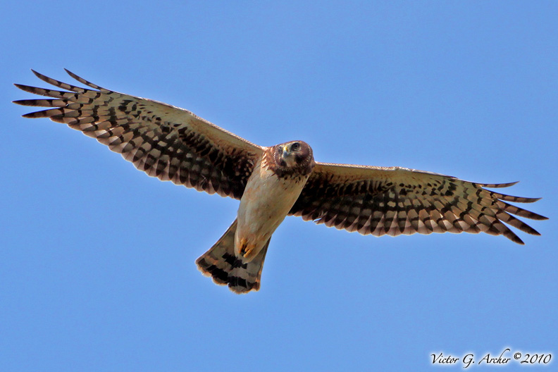 Northern Harrier (Circus cyaneus) (5465)