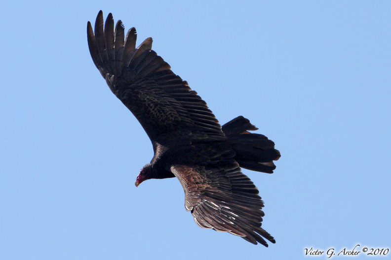 Turkey Vulture (Cathartes aura) (5645)