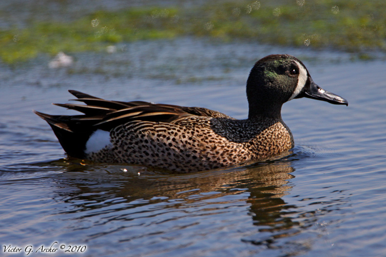 Blue-winged Teal (Anas discors) (6773).jpg