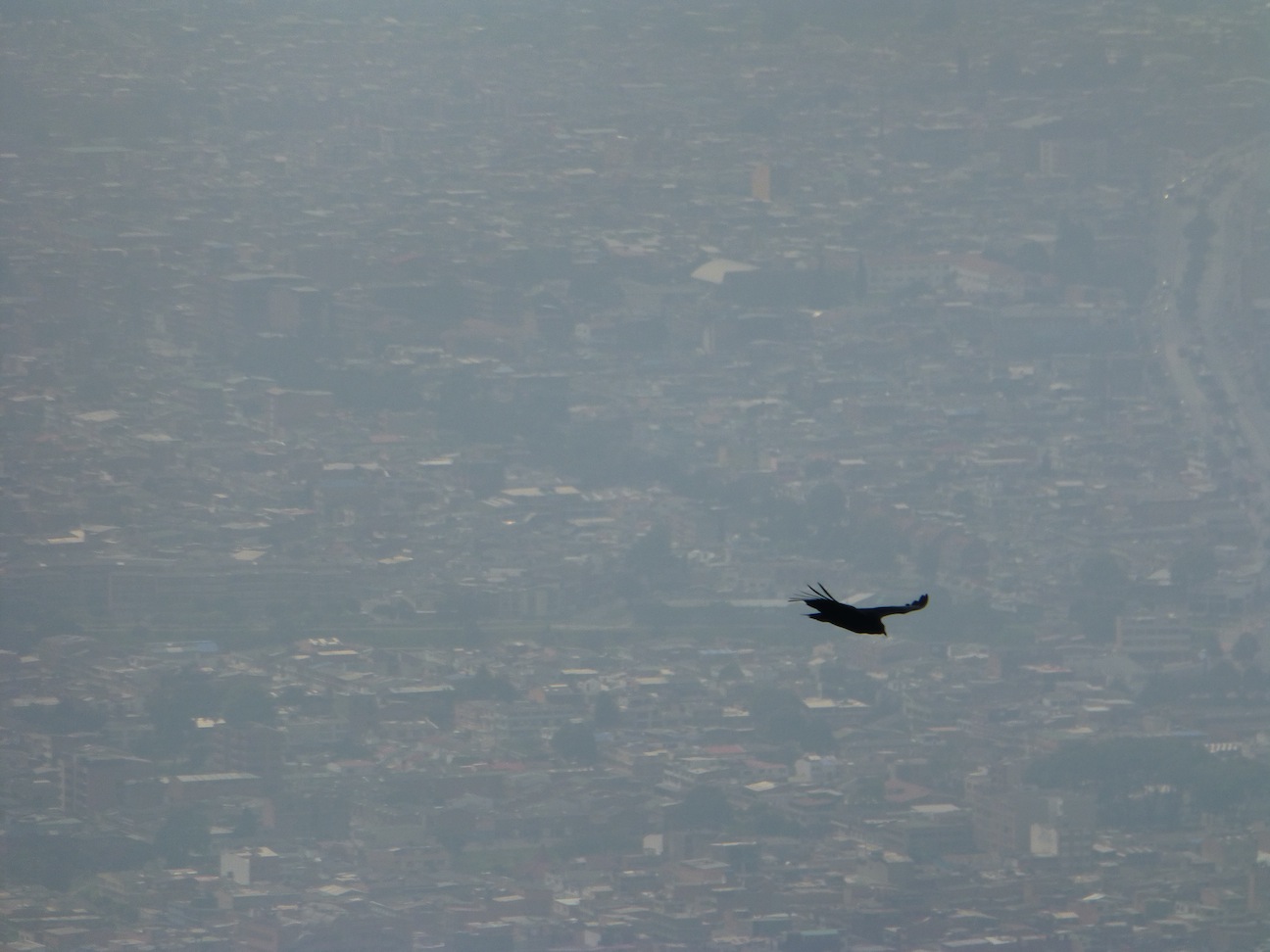 Bird of prey over Bogot