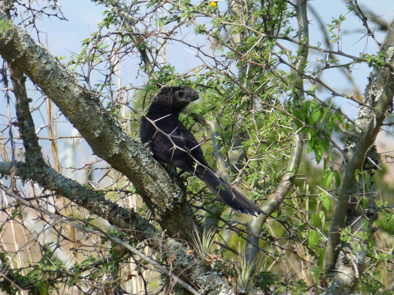 Black crow