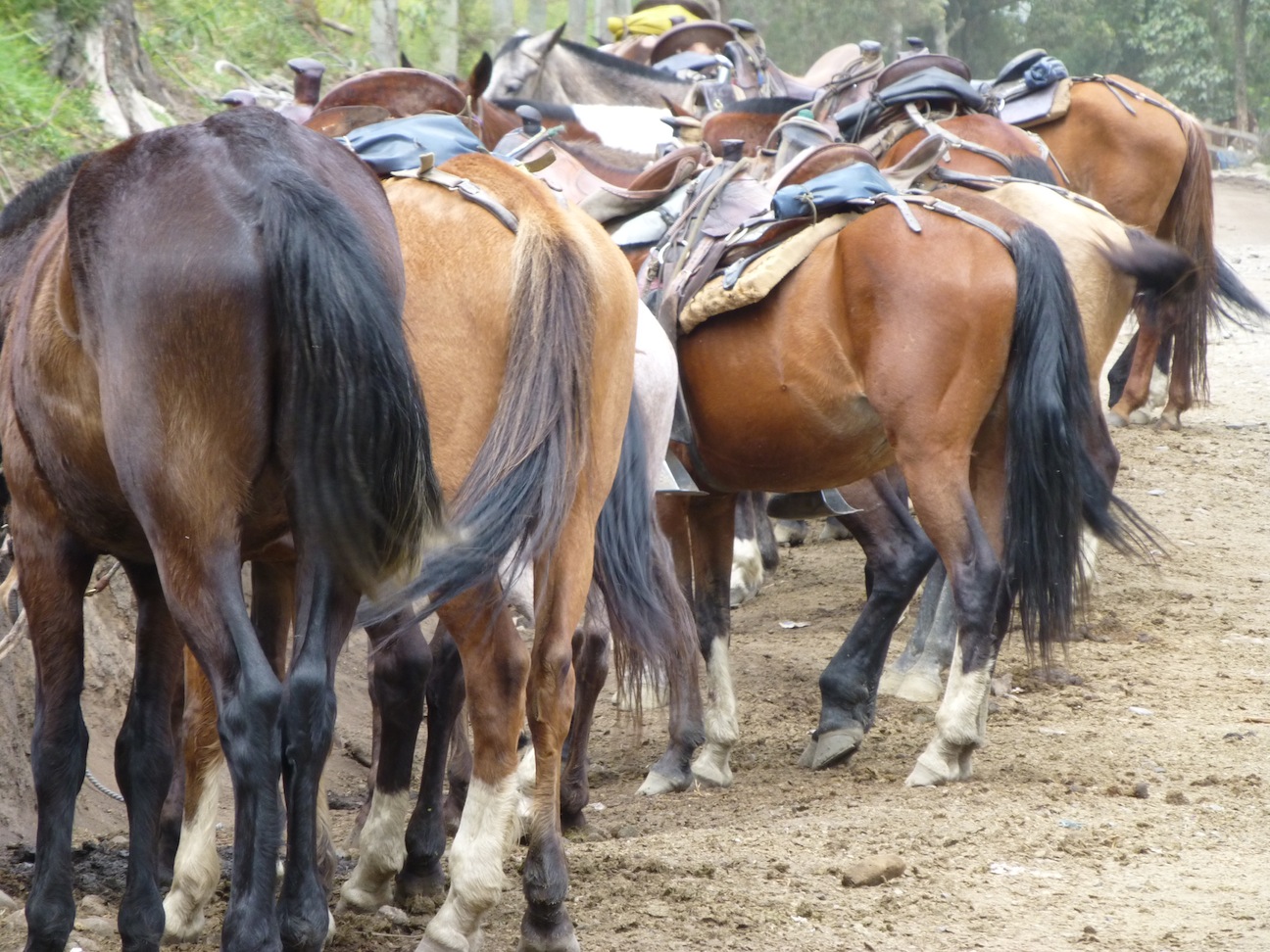 Horses