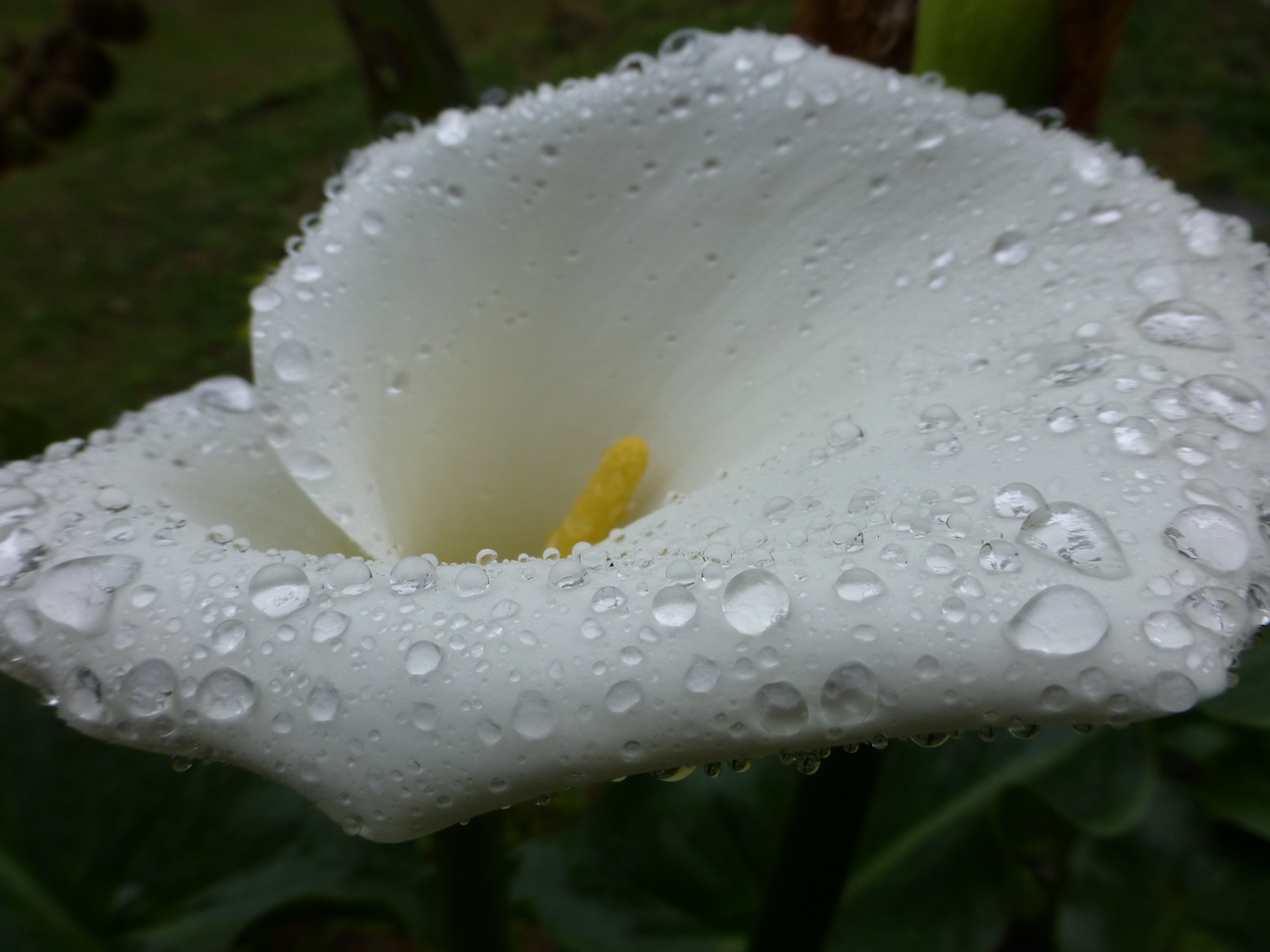 Rain