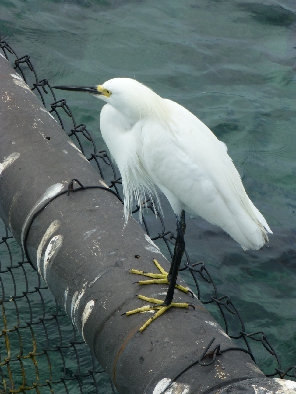 Bird 