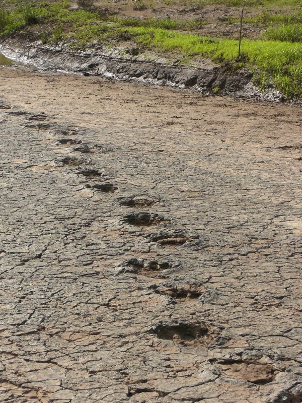 Dinosaur footprints (near Sousa)