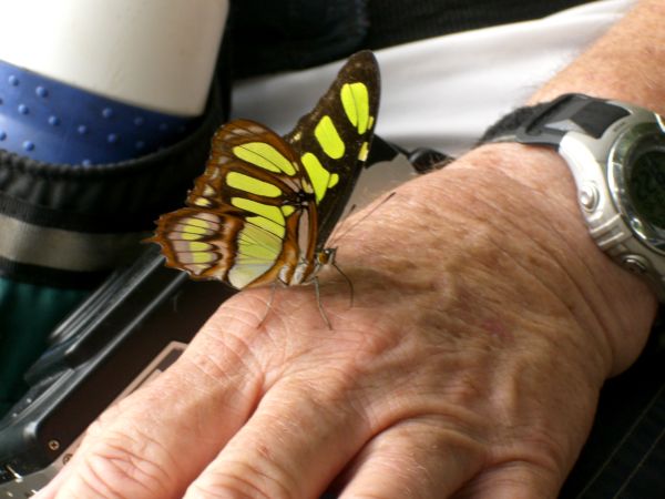 Butterfly eating salt