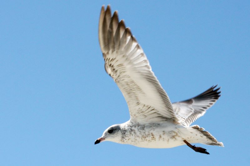 This seagull is the most focussed, Milwaukee