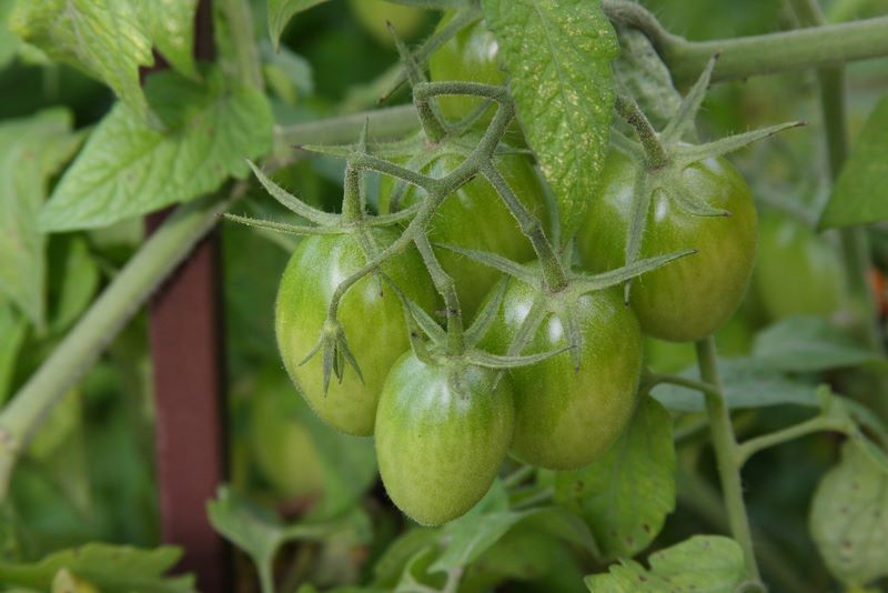 Fresh tomatoes, Chicago Botanical Garden