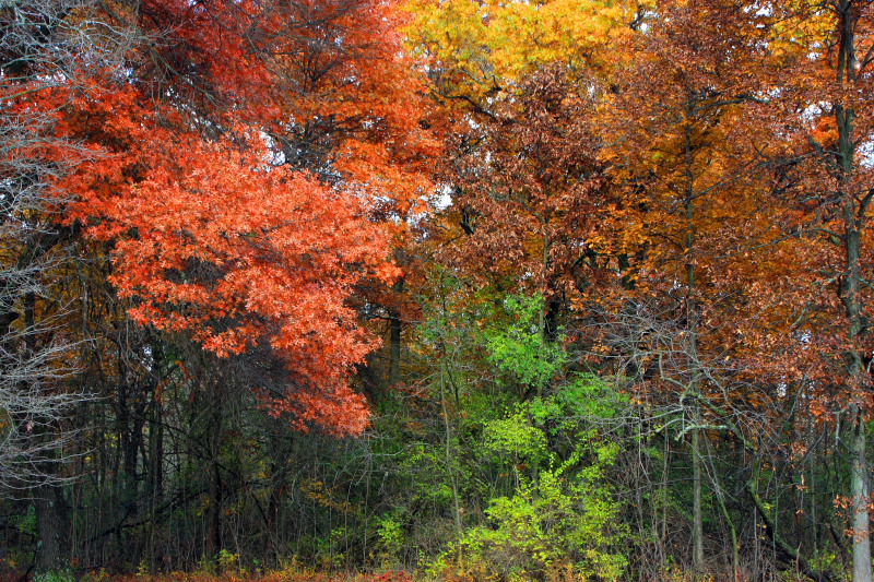Deer Grove Forest Preserve, Palatine, IL - Fall colors - Count the Fall Colors