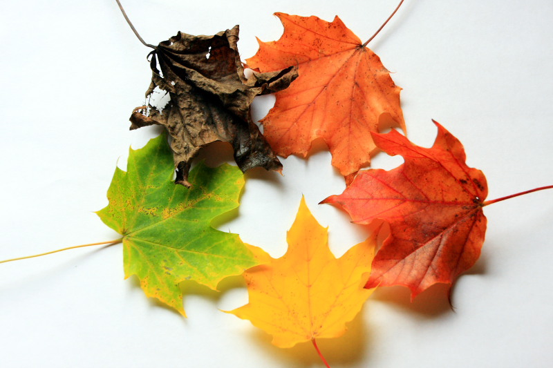 Circle of Life in Autumn, Fall Colors 