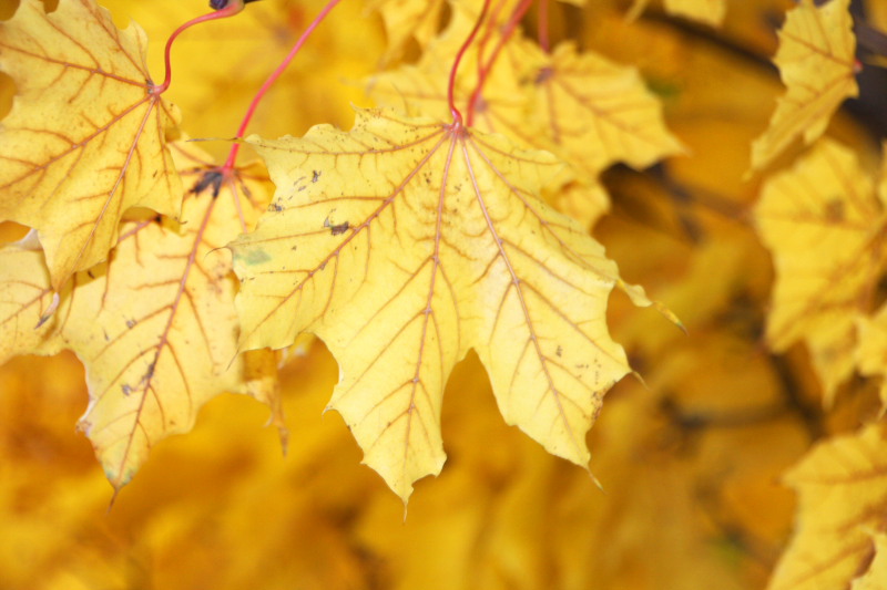 Illinois - Palatine - Veins of red amidst yellow, Fall Colors