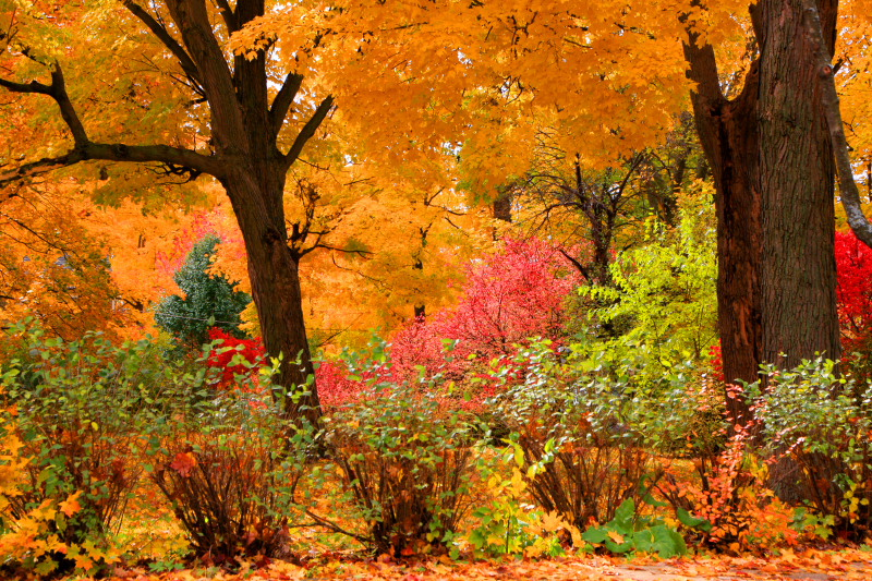 Fall Colors, Illionis - Autumn in Palatine, Wood St