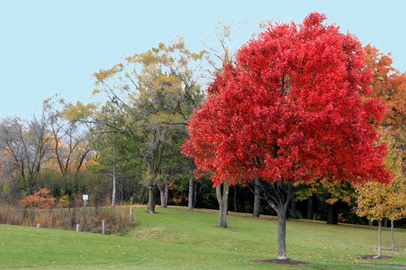 Illinois - Palatine Hills Park - Red Bloom, Fall Colors