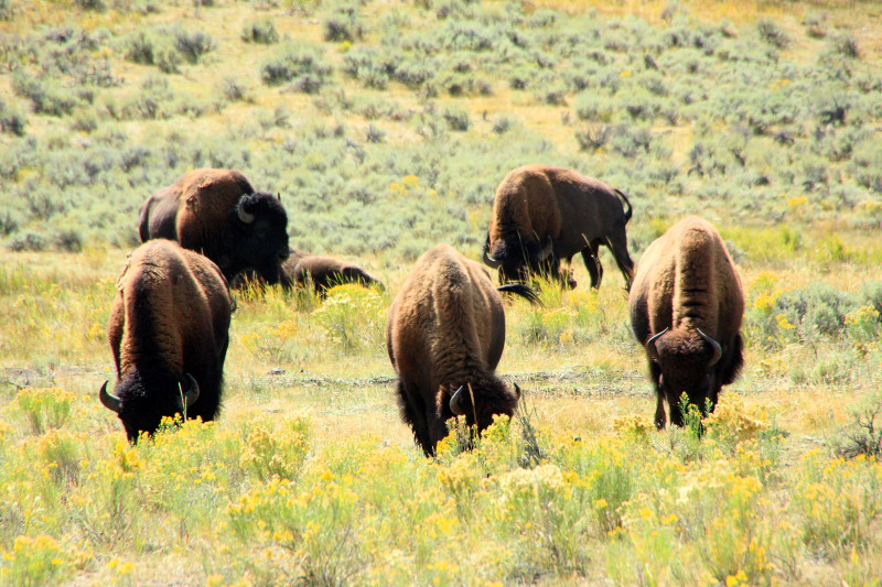 Bison grazing  - Yellowstone National Park