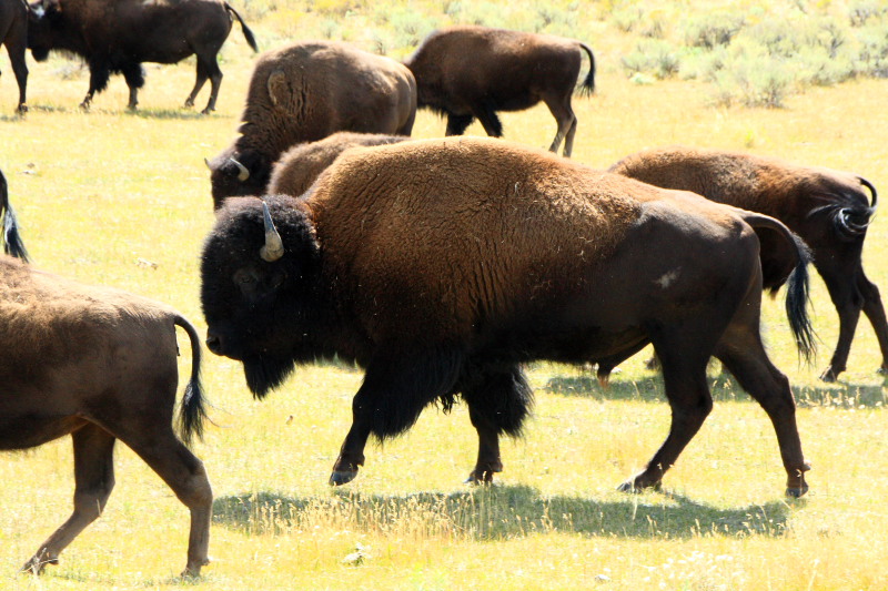 Bison - Yellowstone National Park