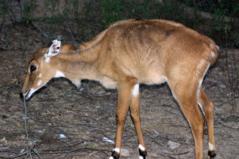 Deer Head on, Keoladeo National Park, India