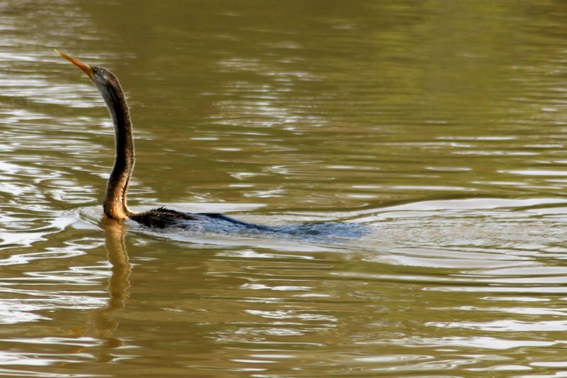 Darter searching for food, Keoladeo National Park, India