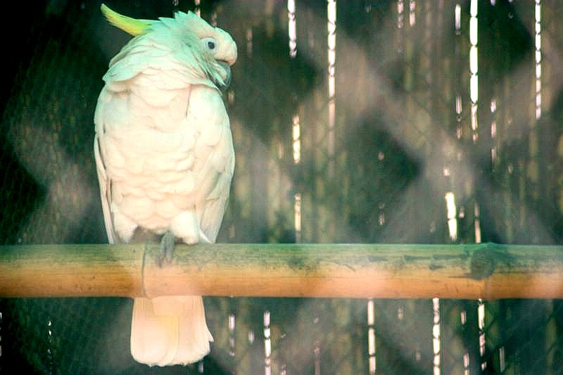 Sulphur crested cockatoo, National Zoological Park, Delhi