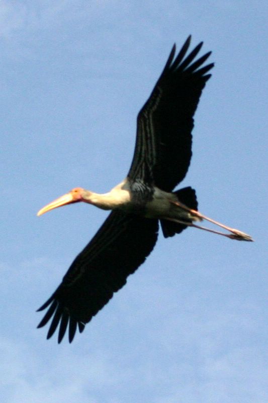 Painted Storks, National Zoological Park, Delhi