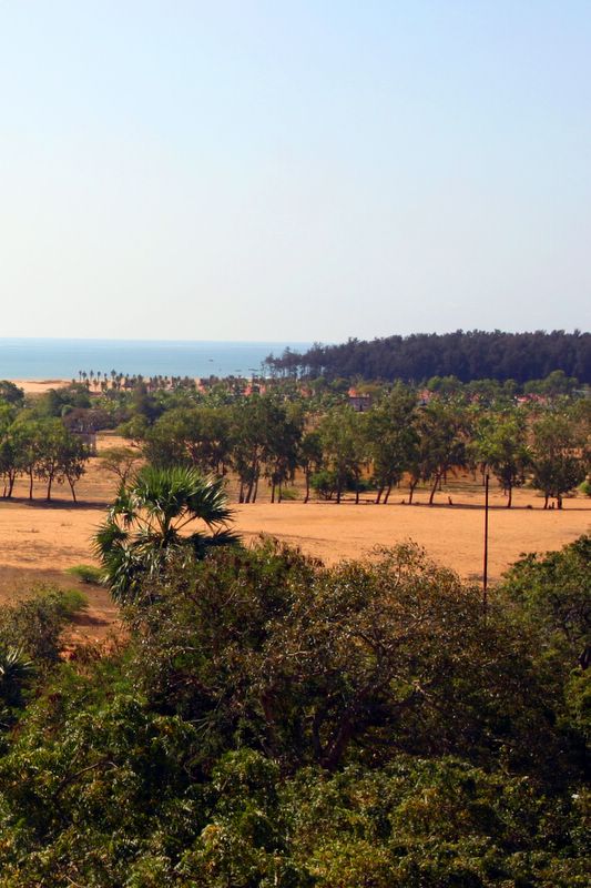 Coconut trees, Chennai