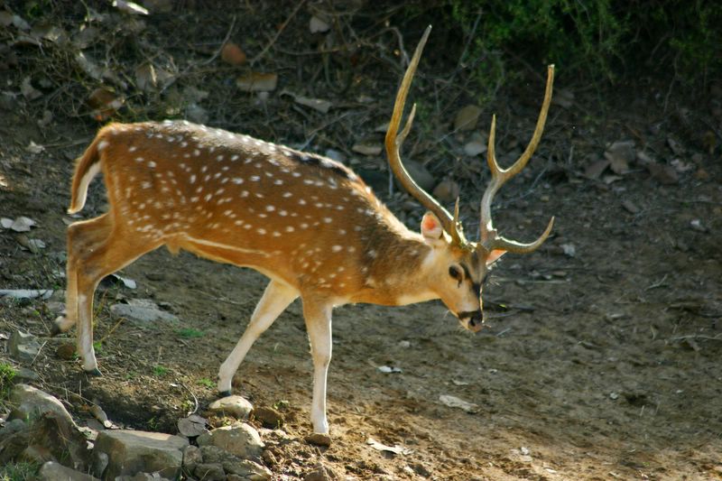 D is for Deer, Sariska National Park, Rajasthan