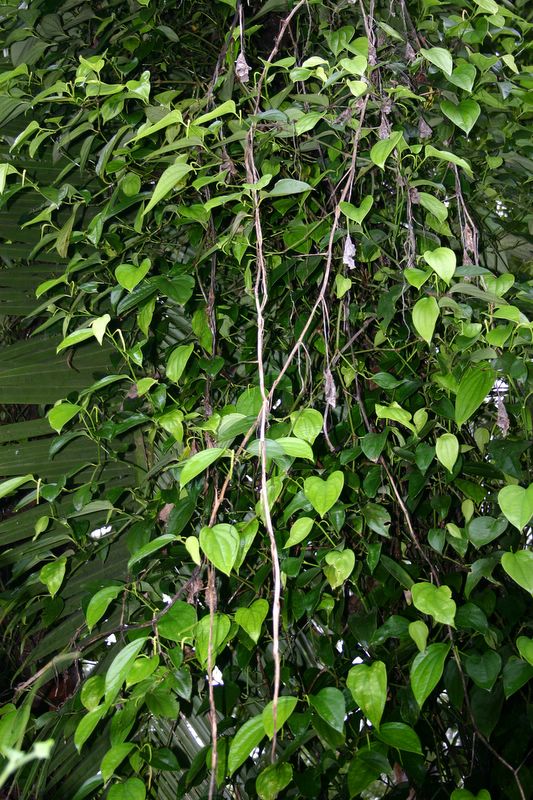 Pepper plant, Melarkode, Kerala