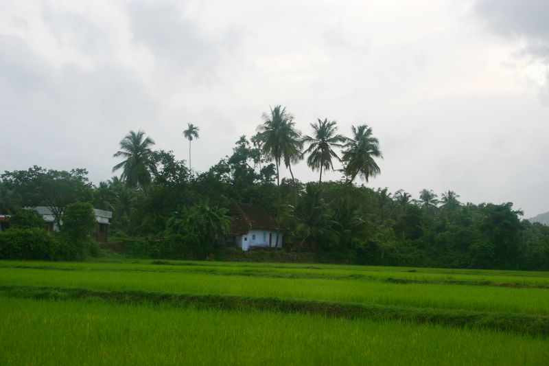 Paddy Fields, Melarkode, Kerala