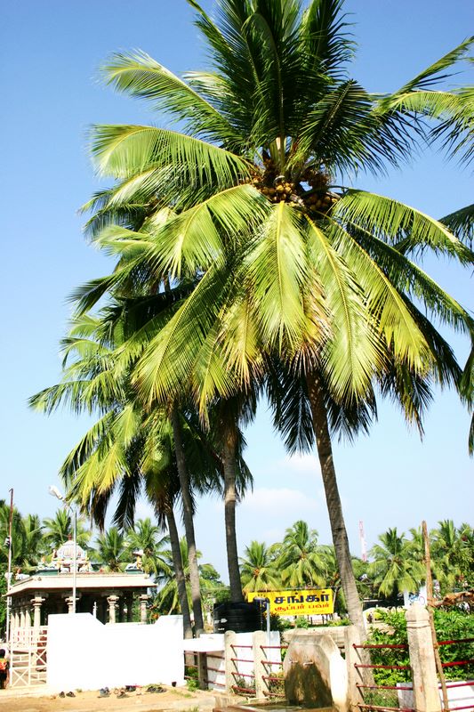 Coconut trees by the Pillayarpatti temple, Karaikudi, India