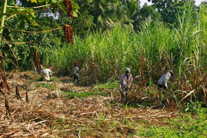 Sugarcane fileds, Umayalpuram,Tamil Nadu