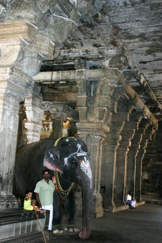 Elephant unfortunately cant enter the shrine,Thiruvanaikaval temple, Tiruchirapalli (Trichy)