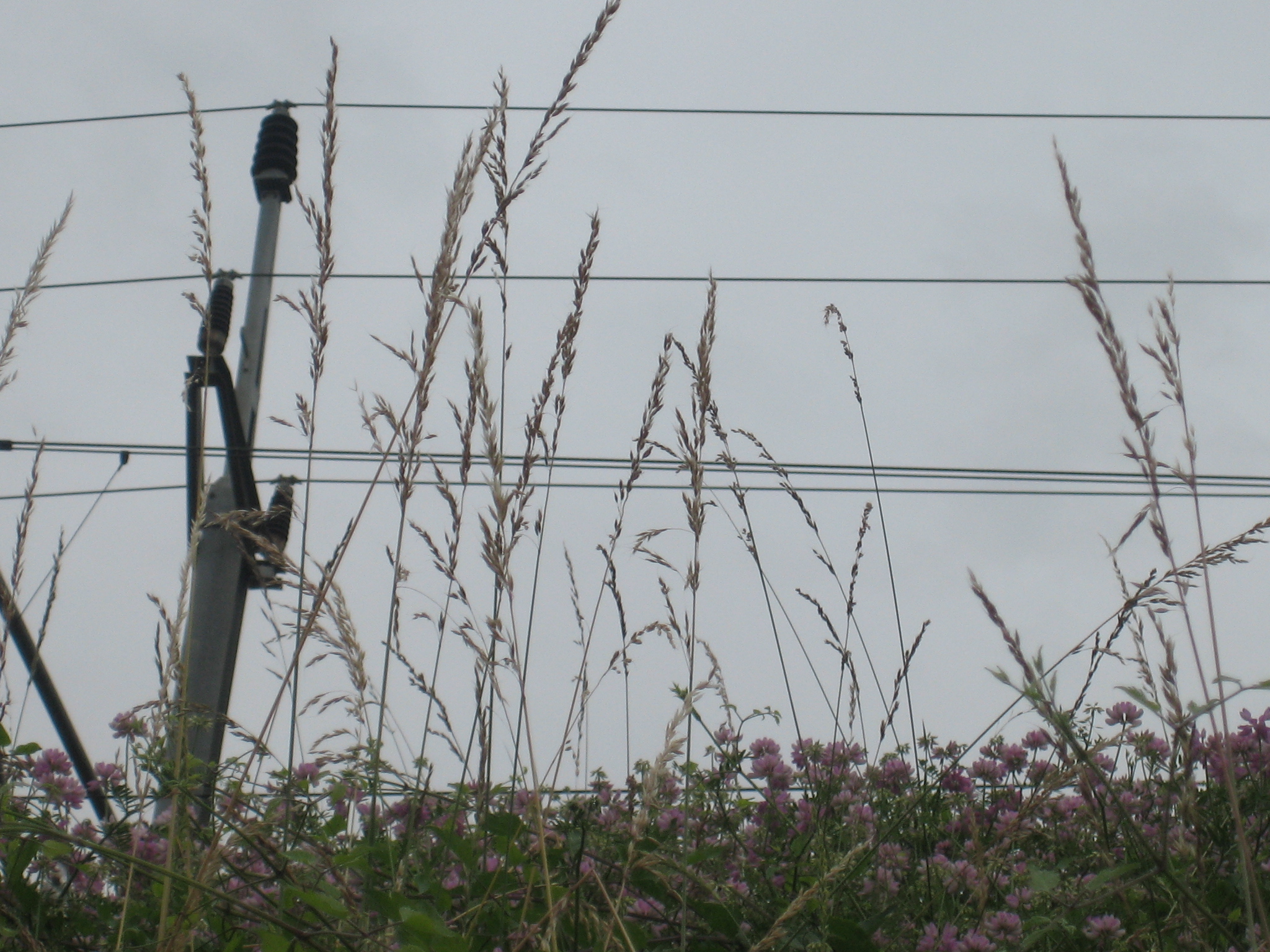 Gray sky